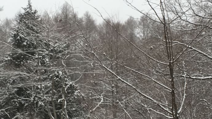 大雪にはならなかったニャン