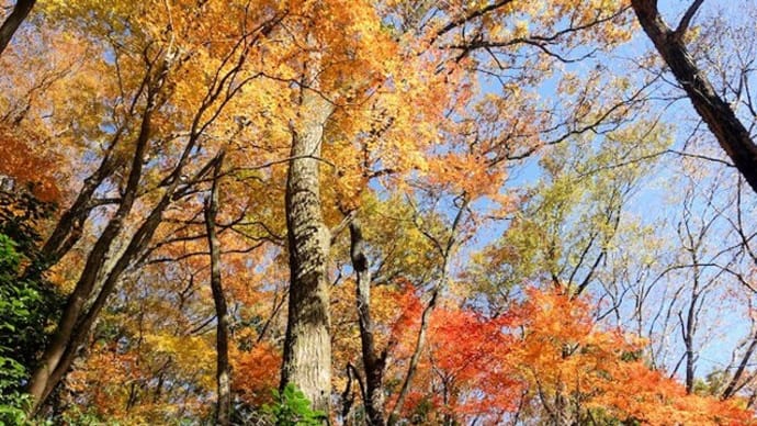 文殊山で紅葉♪