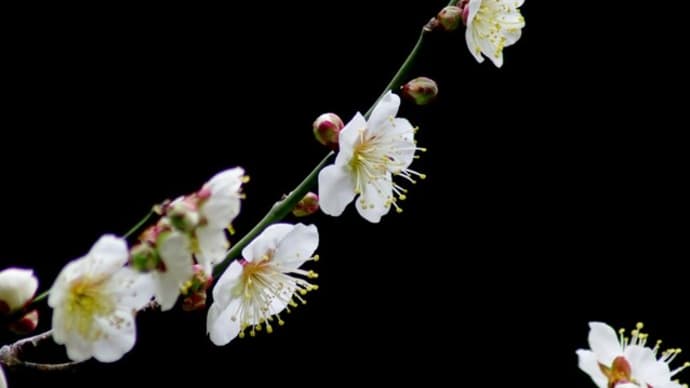 今年の梅の花