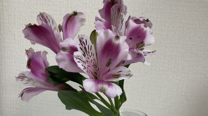 風が強い日が多い
