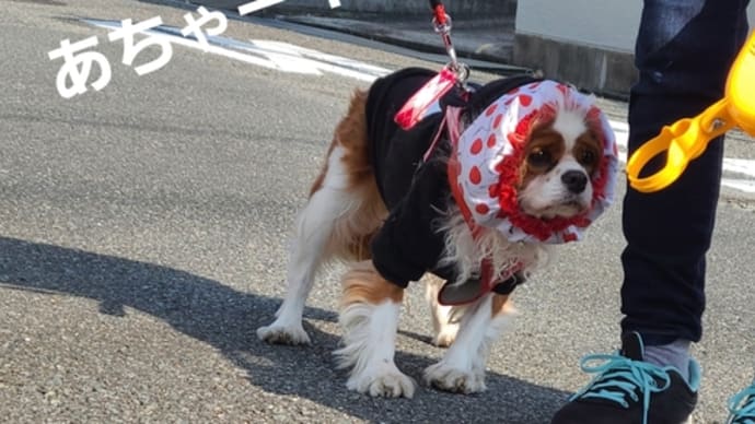 苦手やわ~~~ってね。