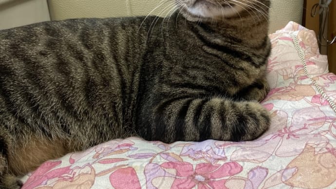 そらちゃんの体重管理---その1