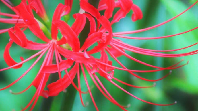 秋の綾紅、曼珠沙華