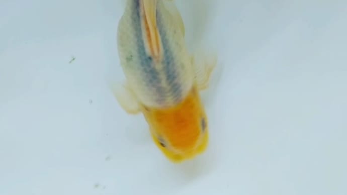 goo ブログ
