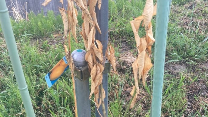 昨秋植えた果樹の明暗