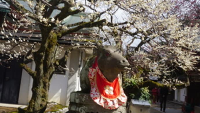 やっと咲き始めた「北野天満宮」の梅。見ごろは来週??京情緒あふれる「上七軒」でのランチ。