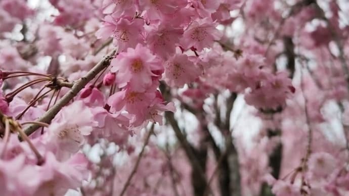 【4/12御殿場市・中央公園】花盛りでした!