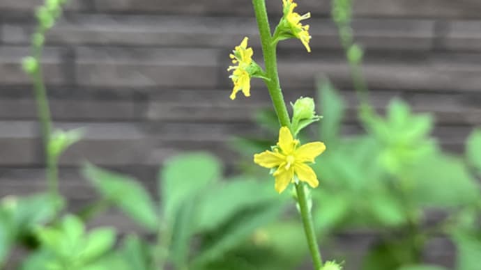 金水引開花 夜には烏瓜