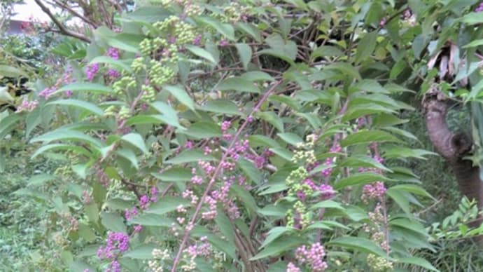 歩けば、秋の花達