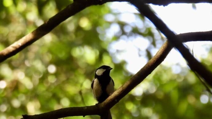 初夏の高崎自然の森