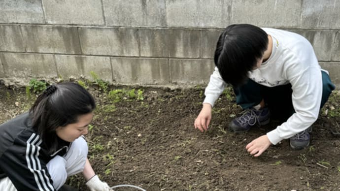 家庭菜園に綿花を植えようかな