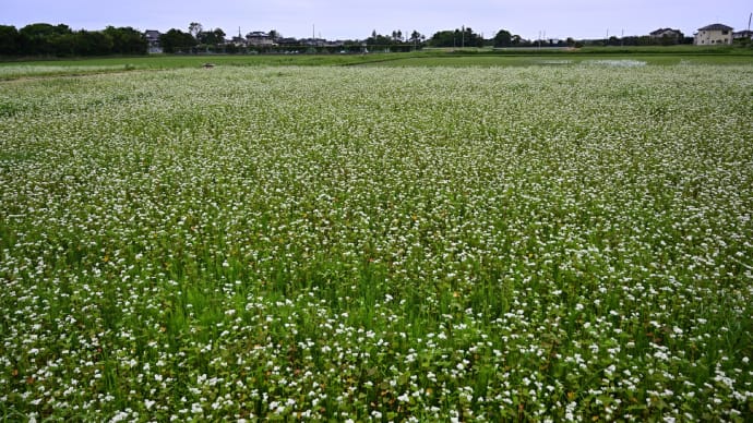 ◆今日の1枚は、春蒔きの「ながいき蕎麦」の花