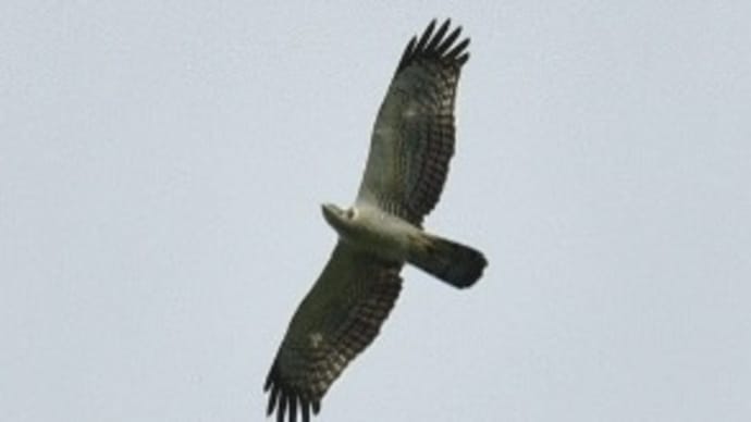 タカの渡りとカケス‼️ 2024.9.25 撮影