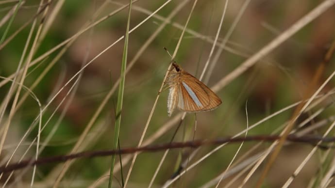 ギンイチモンジセセリと春の蝶