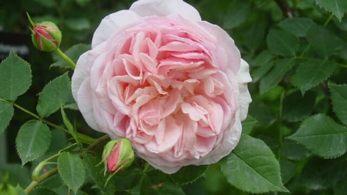 「軽井沢レイクガーデン・バラの花」アランティッチマーシュ~写真と短歌で綴る世界文化紀行