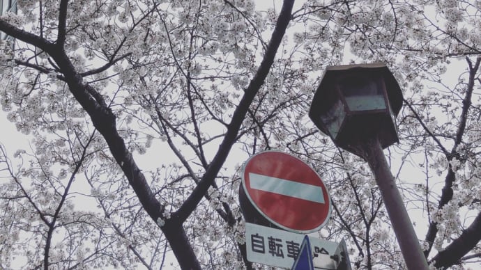 せっかくの桜