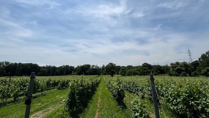 【えべおつWein】北海道のぶどう畑リポート