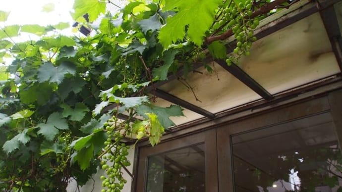 ブドウの木と植物が紡ぐ時間