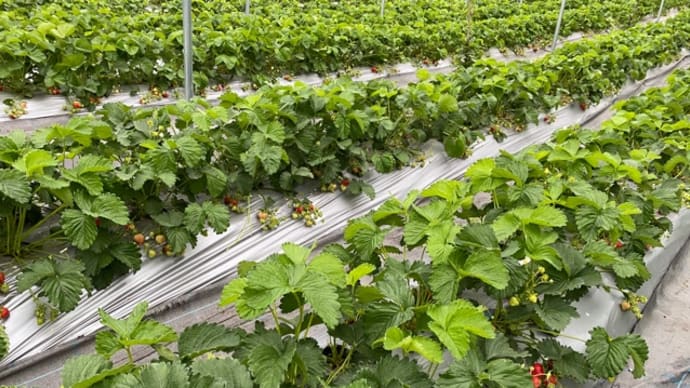 明日7月3日開園🍓