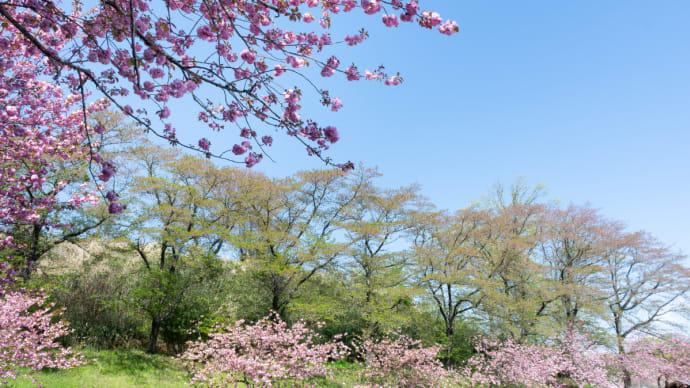 八重桜 その2