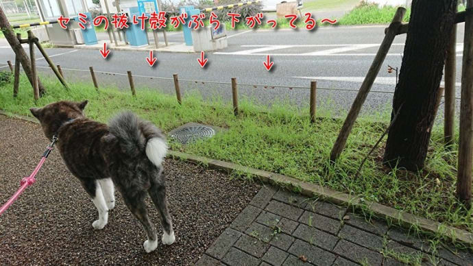 蝉の抜け殻~😲