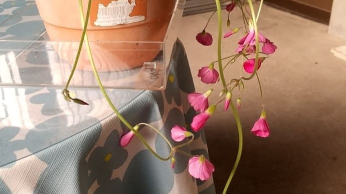 オキザリスに元気をもらう