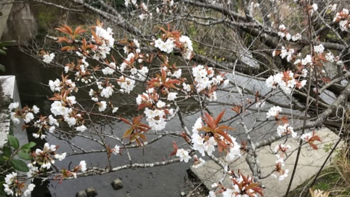 川べりの山桜が咲き始めました