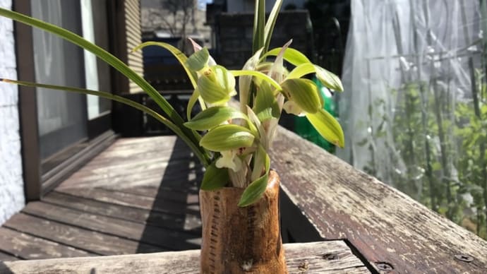 家の花で生け花 アケビの鳥除けネット