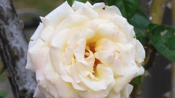 秋薔薇2023その6