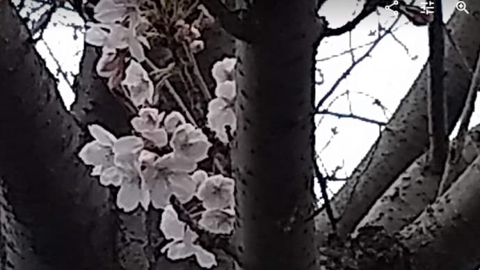 桜も開花。いい天気。