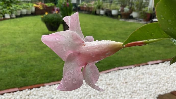 梅雨入りの夏至 庭の花 Jun 2024