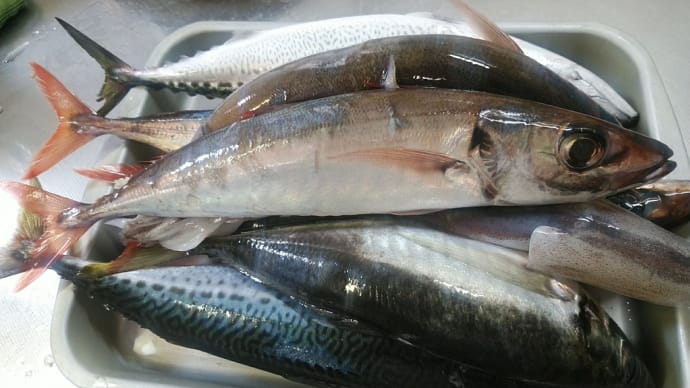 青魚をいただいた