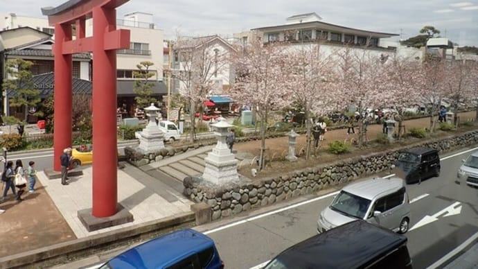 鶴岡八幡宮に通じる段葛の桜