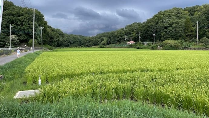 寺家で遭遇する、カエルの“グレゴリーくん”?