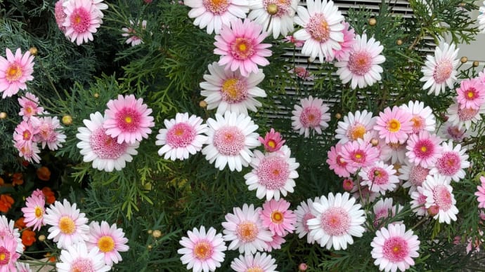 じろじろり👀 散歩の途中 花だらけ🌼
