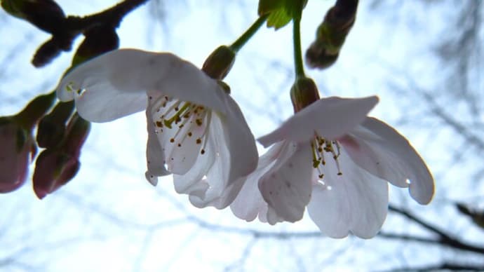 綺麗に花開きました・・・