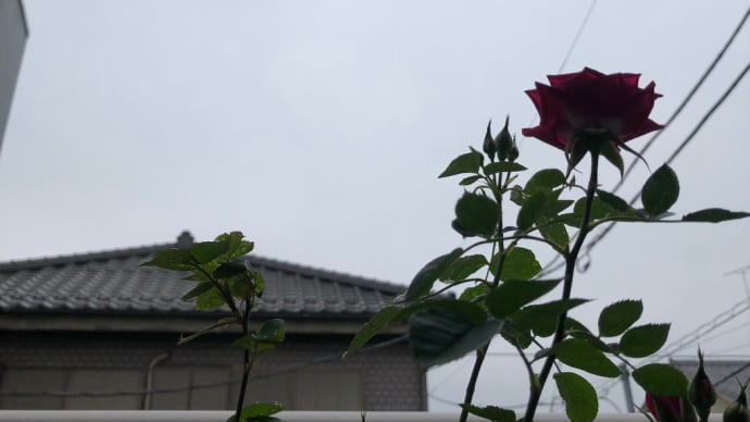 なんだかな 気分落ちてる 雨模様☔️