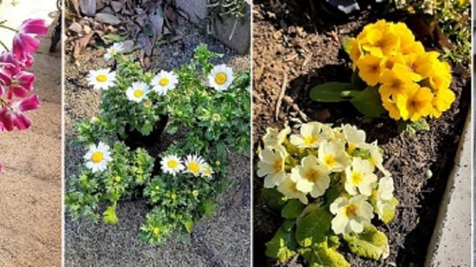 スーパーの花売場でド迫力のオーラを放ってた花苗がチューリップだったとです( ̄▽ ̄;)