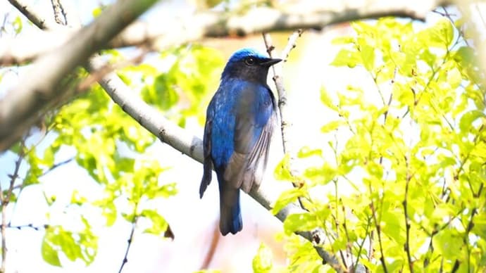野鳥の「オオルリ」です