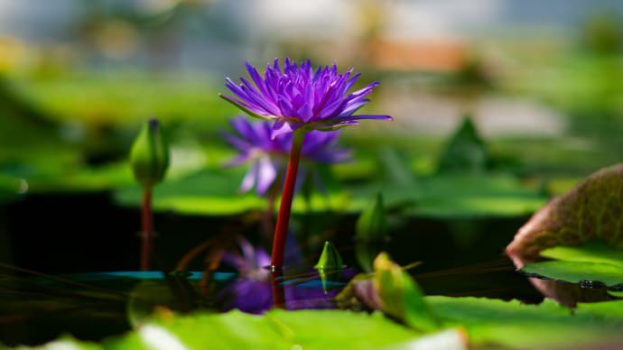 水生植物公園みずの森 1 (Ai Nikkor ED 180mm F2.8S & Ai Nikkor 135mm F2S)