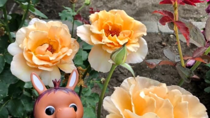 ロバくんと大輪のオレンジ色の薔薇