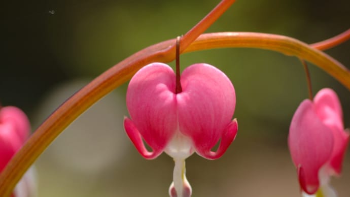 花見