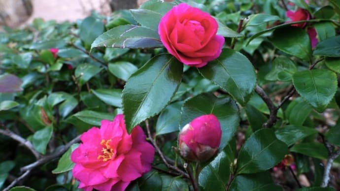 カンツバキの花、ミツマタの蕾、メジロ(赤塚植物園 2022.1.15撮影)