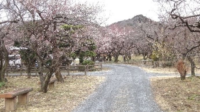 関東三大梅林・越生の梅を漬けました