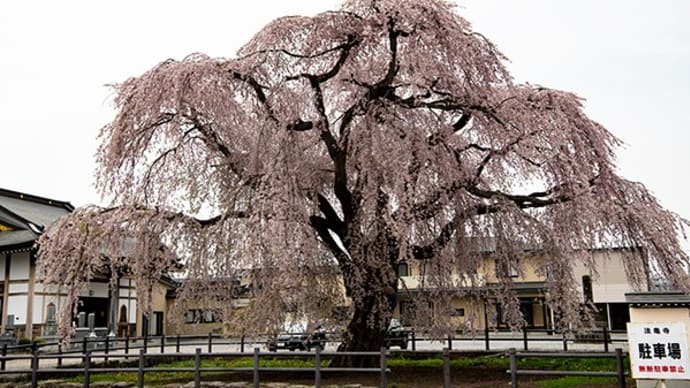 北斗市の桜2020