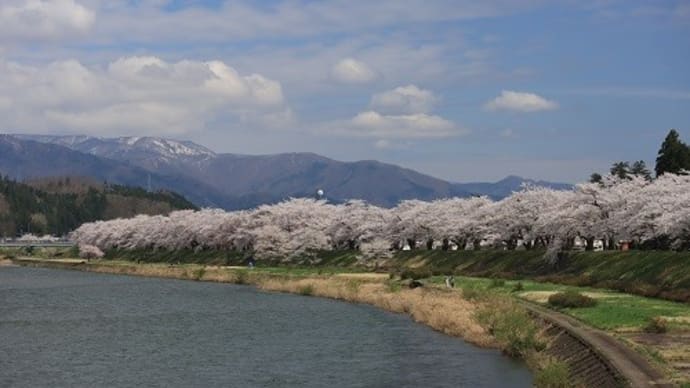 角館 桜祭り