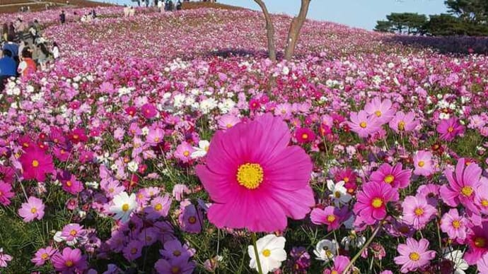 日光、那須の紅葉④