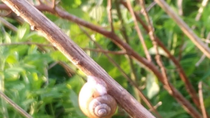 カタツムリ(蝸牛)見つけました