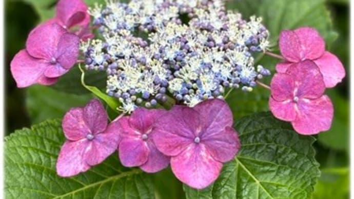 お仕事 紫陽花 いつもの日