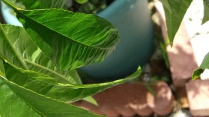 秋から冬への花桃